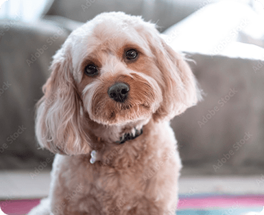 ESA Laws in California